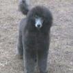 DoeValley Debonair's Silvermist THDA,TKA,VCX,CGCA,  CGCU, RTD,AKC S.T.A.R. 